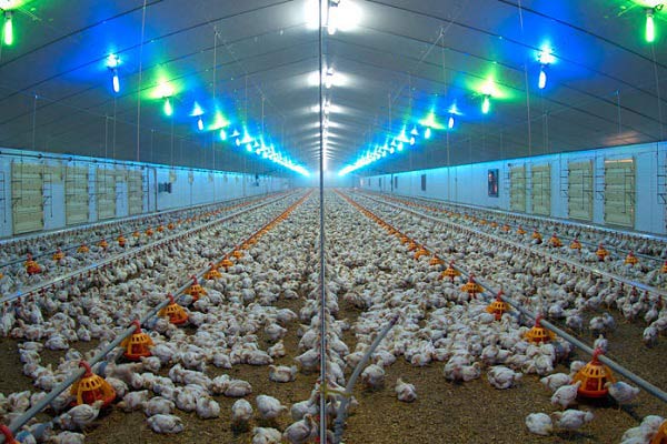 تاثیر لامپ LED در صنعت مرغداری