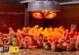 تاثیر لامپ LED در صنعت مرغداری